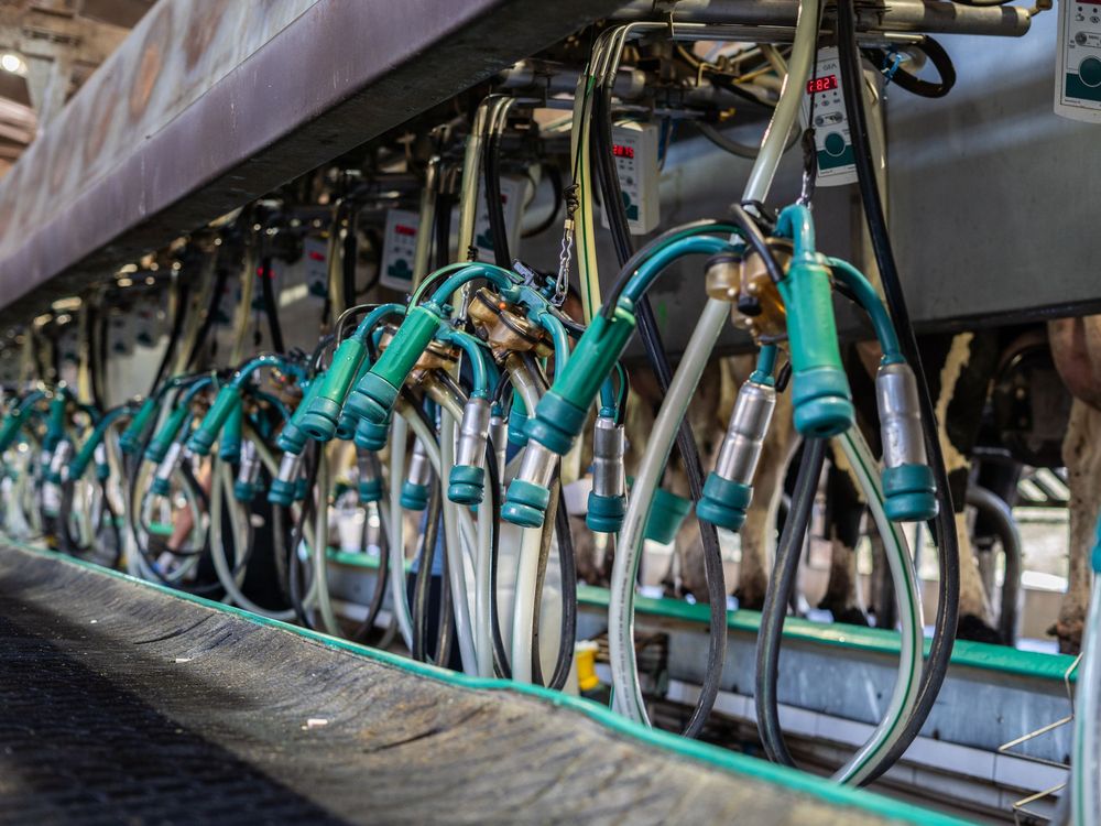Milking parlour lined with automated units
