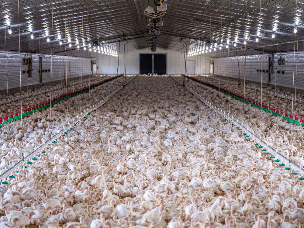 Broiler house at production scale