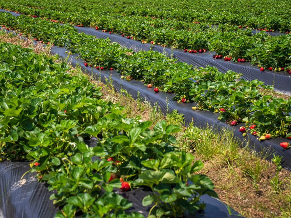 Strawberry rows under cultivation