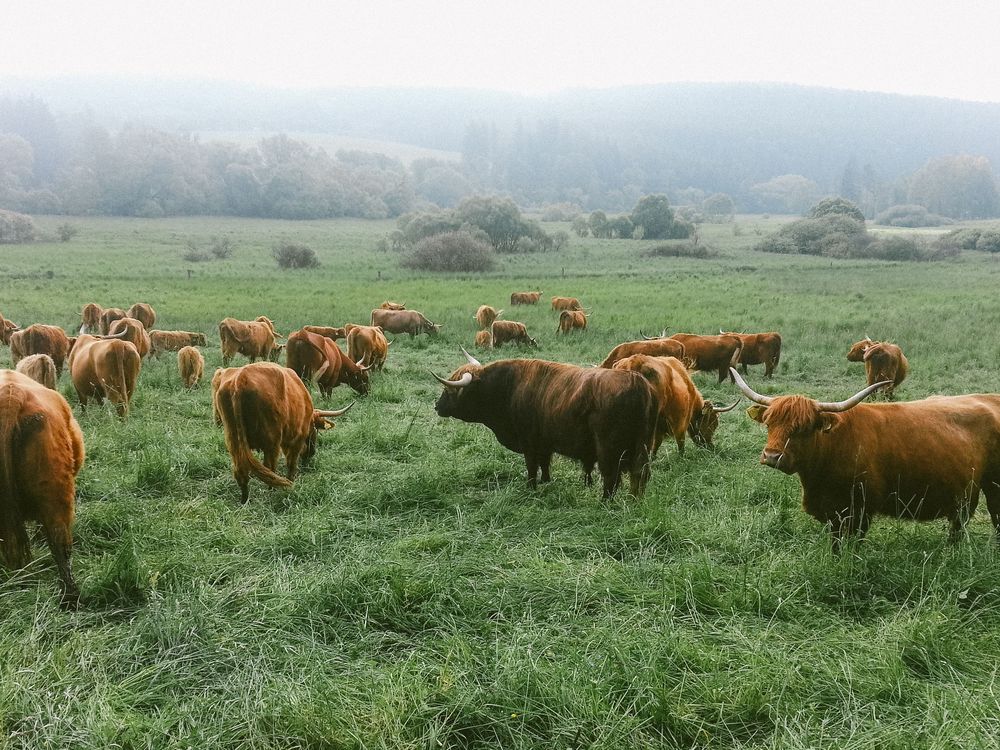 Cattle herd on open pasture